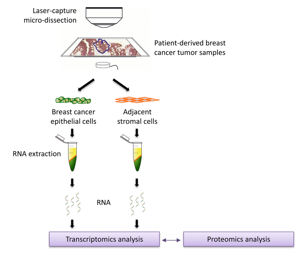 Schematic diagram summarizing the work‐flow for validation studies with transcriptional profiling data from clinical samples. Data from N=28 patient‐derived breast primary tumor samples, which have been subjected to laser‐capture micro‐dissection, were used for validation.