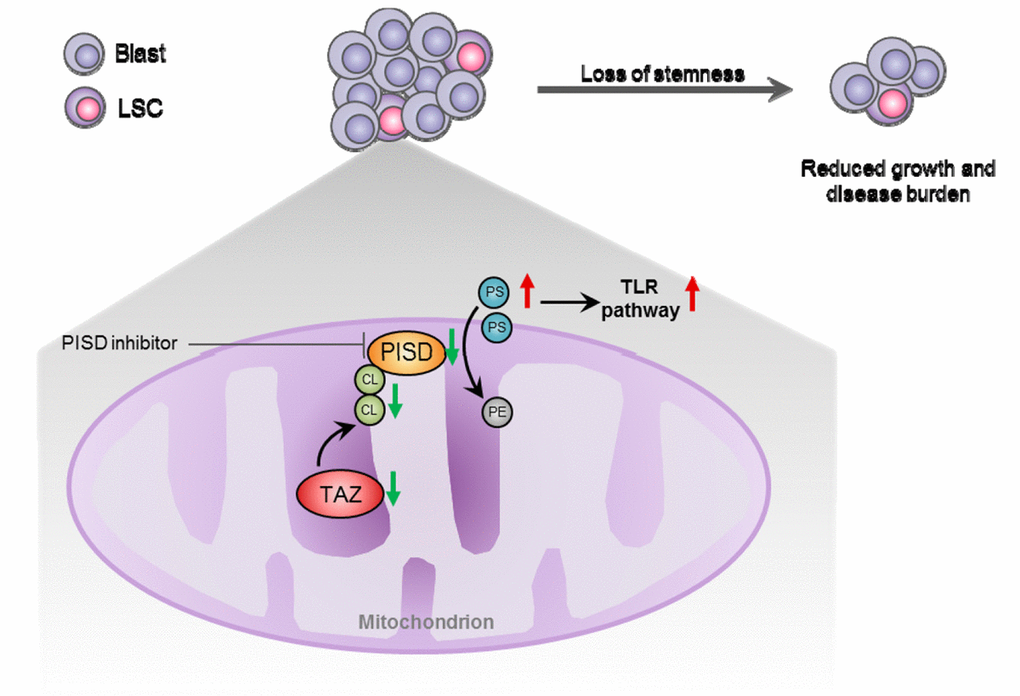 Phospholipid metabolism regulates AML growth and stemness. Loss of tafazzin (TAZ) reduces cardiolipin (CL) level and causes subsequent dysfunction of phosphatidylserine decarboxylase (PISD), which in turn increases intracellular levels of PS. PS suppresses acute myeloid leukemia (AML) stemness and induces AML differentiation through activation of Toll-Like Receptor (TLR) pathway. PISD inhibitor, genetic knockout of PISD or supplementation of PS result in the same therapeutic effect, suggesting increasing PS is a potential therapeutic strategy for AML.