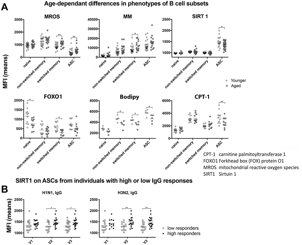 Metabolic phenotypes of B cells. (A) Graphs show mean fluorescent intensity (MFI) of stains for the indicated markers in or on different B cell subsets, i.e., naïve B cells (IgD+CD19+CD27-CD38-), unswitched memory B cells (IgD+CD19+CD27+CD38-), switched memory B cells (IgD-CD20+CD19+CD38+CD27-) and ASCs (IgD-CD20-CD19+CD38+CD27+) of younger (open circles) or aged (grey squares) individuals. Graphs show results for individual samples with means. Statistical difference indicated with lines and stars above as in legend to Figure 1 were calculated with multiple type 1 error corrected t-tests. (B) Samples were separated into those with high antibody responses (~1/3 of samples) and low antibody responses (~1/3 of samples). To this end samples were sorted according to magnitude of increases of the different antibody responses (VNAs, IgA, IgM and IgG titer increases) after vaccination as compared to baseline. The top and bottom samples (~1/3 of all samples each) were selected and analyzed. Significant differences were seen for the MFI for the SIRT1 stain in ASCs in high versus low IgG responders to H1N1 and H3N2. Lines with stars above indicate significant differences as described in legend to Figure 1. Abbreviations: CPT-1: carnitine palmitoyltransferase 1; FOXO1: Forkhead box (FOX) protein O1; MROS: mitochondrial reactive oxygen species; SIRT1: Sirtuin 1.