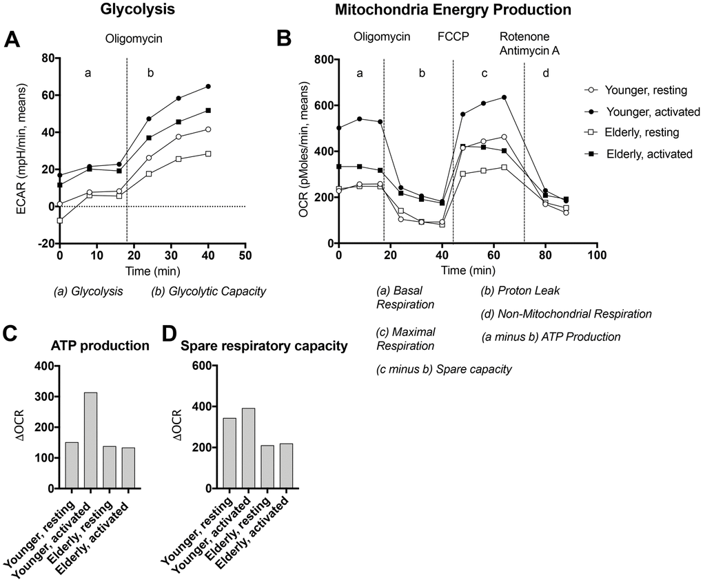 Energy production by naïve B cells undergoing activation. Naïve B cells isolated from PBMCs of younger (circles) or aged (squares) individuals were cultured for 24 hours with (closed symbols) or without (open symbols) polyclonal activators and then tested by Seahorse for glycolysis (A) or respiration (B). After 3 measurements at baseline oligomycin was added to determine glycolytic capacity and proton leak. After 3 measurements carbonyl cyanide-4-phenylhydrazone (FCCP) was added to maximal respiration. Thereafter Rotenone and Antimycin A were added to measure non-mitochondrial respiration. Data for oxygen consumption rates (OCR) were used to calculate ATP production as basal respiration minus proton leak (C) and spare respiratory capacity as maximal respiration minus non-mitochondrial respiration (D).