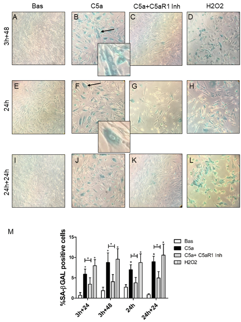 SA-β Gal staining in RTEC treated with C5a with or without C5aR1 blocking. SA-β-Gal activity in early passage RTEC exposed to 100 nM C5a for 3h (B, F) or 24h (J). For C5aR1 inhibition, mouse monoclonal anti-C5aR1 was pre-incubated for 1h before the C5a exposure and then maintained in fresh medium for 24h or 48h (C, G, K). More SA-β-gal+ cells were observed after C5a exposure, senescent RTEC appeared enlarged and morphologically distinct from the normal cells at the same passage with formation of larger and polynucleated cells (B and F, arrows). Untreated cells are also named as Basal (A, E, I). H2O2 exposed cells were used as positive control of senescence (D, H, L). Representative images were acquired by phase contrast microscopy. (M) Quantification of SA-β-Gal+ cells cultures. The ratio of cells positive for SA-β-gal activity was calculated by examining five not overlapping fields per condition (6-well plate). The results are presented as the mean ± SD of three independent experiments (*p