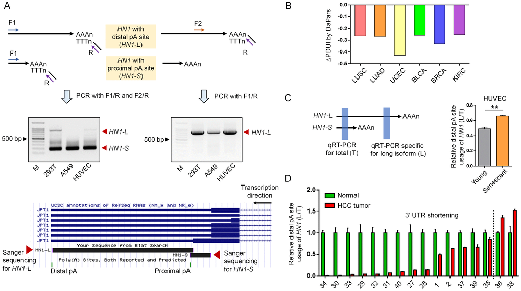 APA-mediated 3′ UTR length changes of HN1 in cancer and senescent cells. (A) 3′ RACE assay to validate HN1 (also known as JPT1) isoforms with different 3′ UTR length in HEK293T, A549, and HUVEC cells. Forward (F) and Reverse (R) primer pairs used in the 3′ RACE were illustrated (top panel), followed by the gel image showing the PCR fragments representing two isoforms with different 3′ UTR length (middle panel). 3′ RACE amplicon corresponding to either distal or proximal pA site was Sanger sequenced and mapped to human genome (hg38), as was illustrated by UCSC Genome Browser (bottom panel). (B) APA-mediated 3′ UTR shortening of HN1 in six cancer types comparing to matched normal tissues based on public data [17]. Y axis stands for the ΔPDUI value (change in Percentage of Distal polyA site Usage Index) quantified by DaPars method. A minus ΔPDUI value represents 3′ UTR shortening. (C) qRT-PCR assay to evaluate the usage of distal pA site (L) compared to the total isoform expression (T) of HN1 among young (passage 6) and senescent (passage 15) HUVECs (**, t-test, p D) The relative expression of long isoform normalized to total HN1 expression (L/T) was measured by qRT-PCR assay among 16 paired samples of hepatocellular carcinoma (HCC). The numbers in the X axis represent the labeling ID of given patients. Left part to the dashed black line represented patients with 3′ UTR shortening of HN1.