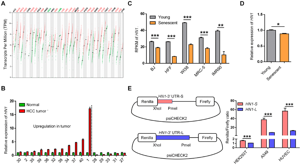 The opposite expression pattern of HN1 between cancer and senescence. (A) HN1 mRNA expression in various cancer types based on GEPIA [23]. The red line and green line within a rectangle represent tumor tissues and normal tissues, respectively. Median expression values were denoted with the crossed black short line. Significantly increased and decreased expressions in tumor comparing to matched normal tissue indicated as red and green fonts at the top, respectively. (B) qRT-PCR measured HN1 expression levels in paired normal and tumor tissues of 16 HCC patients. The numbers on X axis represents the same labeling ID of a patient as described in Figure 1D. Left part to dashed line represented patients with upregulation of HN1. (C) HN1 expression in various senescent cells based on public RNA-seq datasets [24], indicated by RPKM (reads per kilobase per million reads). Lower HN1 expression was observed in five human senescent models (error bars and t-test were based on three biological replicates. **, p D) HN1 expression changes between young (passage 6) and senescent (passage 15) HUVECs evaluated by qRT-PCR. * stands for p t-test with three PCR replicates). (E) Dual-luciferase reporter assay to test the influence of 3′ UTRs (HN1-S and HN1-L) on protein production in HEK293T, A549, and HUVEC cells. Relative luminescence of Renilla luciferase was normalized using the reference Firefly luciferase activity, as shown in the left panel. *** represents a p value less than 0.001 in t-test with four biological replicates.