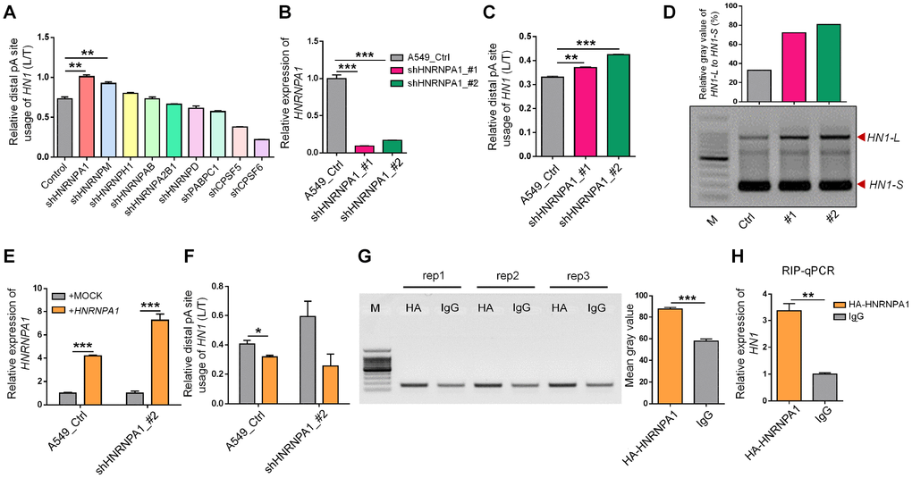 HNRNPA1 binds to mRNA of HN1 and regulates its 3′ UTR length changes. (A) The relative HN1-L expression to total mRNA levels (L/T) evaluated by qRT-PCR upon knockdown of various genes encoding candidate RNA binding proteins in HEK293T. ** represents p t-test with three qPCR reactions. (B) Knockdown of HNRNPA1 by two shRNAs (shHNRNPA1