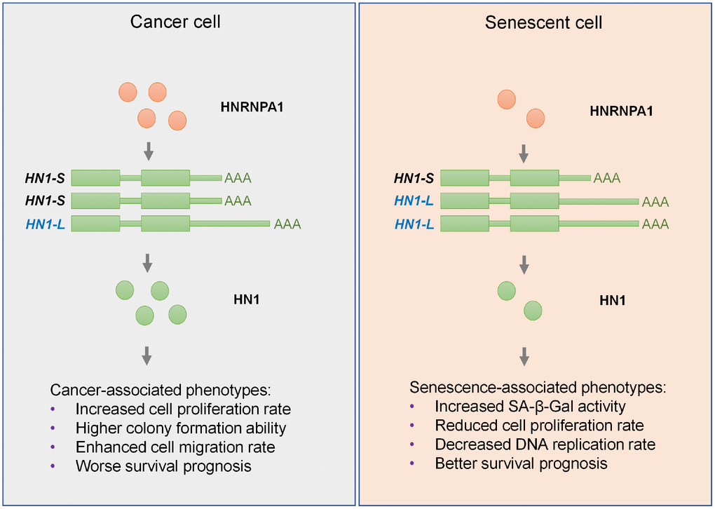 Graphic abstract for HNRNPA1-mediated 3′ UTR length changes contributes to cancer- and senescence-associated phenotypes. In cancer cells, upregulated HNRNPA1 leads to higher usage of proximal pA site of HN1 and thus increases the level of its transcripts with shorter 3′ UTR, which produces more protein than the longer one, and ultimately promotes cancer-associated phenotypes. In senescent cells, HNRNPA1 is downregulated and causes higher usage of distal pA site of HN1. Such regulation lengthens the 3′ UTR of HN1 and generates less protein, which in turn promotes senescence-associated phenotypes in both normal and cancer cells.