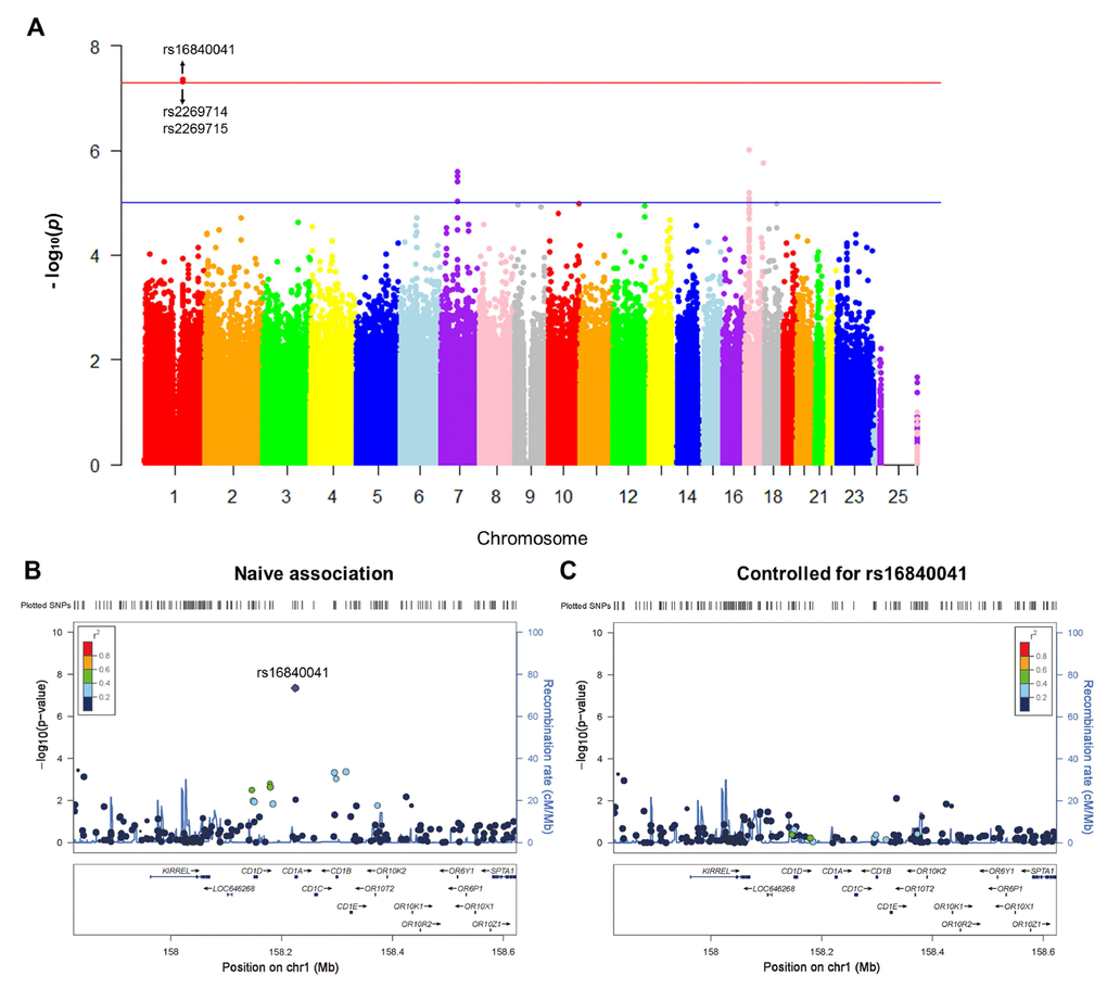 Genome-wide signal intensity (Manhattan) plots showing the -log10 (p value) for individual single nucleotide polymorphisms (A). Regional association results for the 158 Mb to 158.6 Mb region of chromosome 1 (B). Association results for 158 Mb to 158.6 Mb region of chromosome 1 controlling for rs16840041 (C).