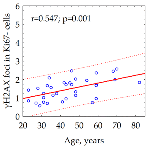 Correlation between the donor's age and the number of γH2AX foci in quiescent (Ki67-) skin fibroblasts.