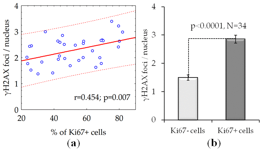 The number of γH2AX foci is dependent on the proliferative activity of cells: (a) The results of the correlation analysis; (b) The number of γH2AX foci in proliferating (Ki67 +) and quiescent (Ki67-) cells. The data presented as Mean±SE.