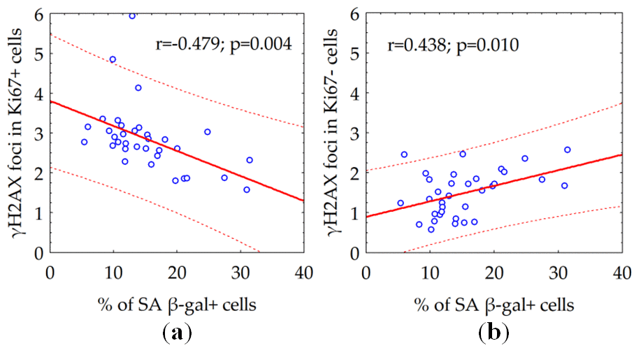 The correlation between the number of γH2AX foci in proliferating (a) or quiescent (b) cells and the fraction of senescent SA β-gal + cells.
