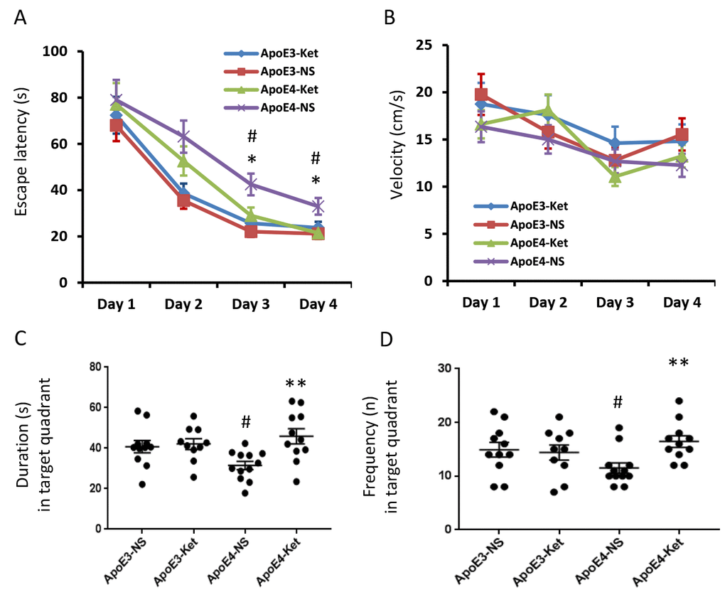 Ketones improve learning and memory abilities of ApoE 4 mice. ApoE4 and ApoE3 mice were randomly divided into ketone treatment (Ket) or normal saline (NS) groups. After three months of treatment, all mice were tested in the Morris water maze. (A) Escape latency (s); (B) Velocity (cm/s); (C) Duration in the target quadrant (s); (D) Frequency in the target quadrant. N= 10–11 per group, #p