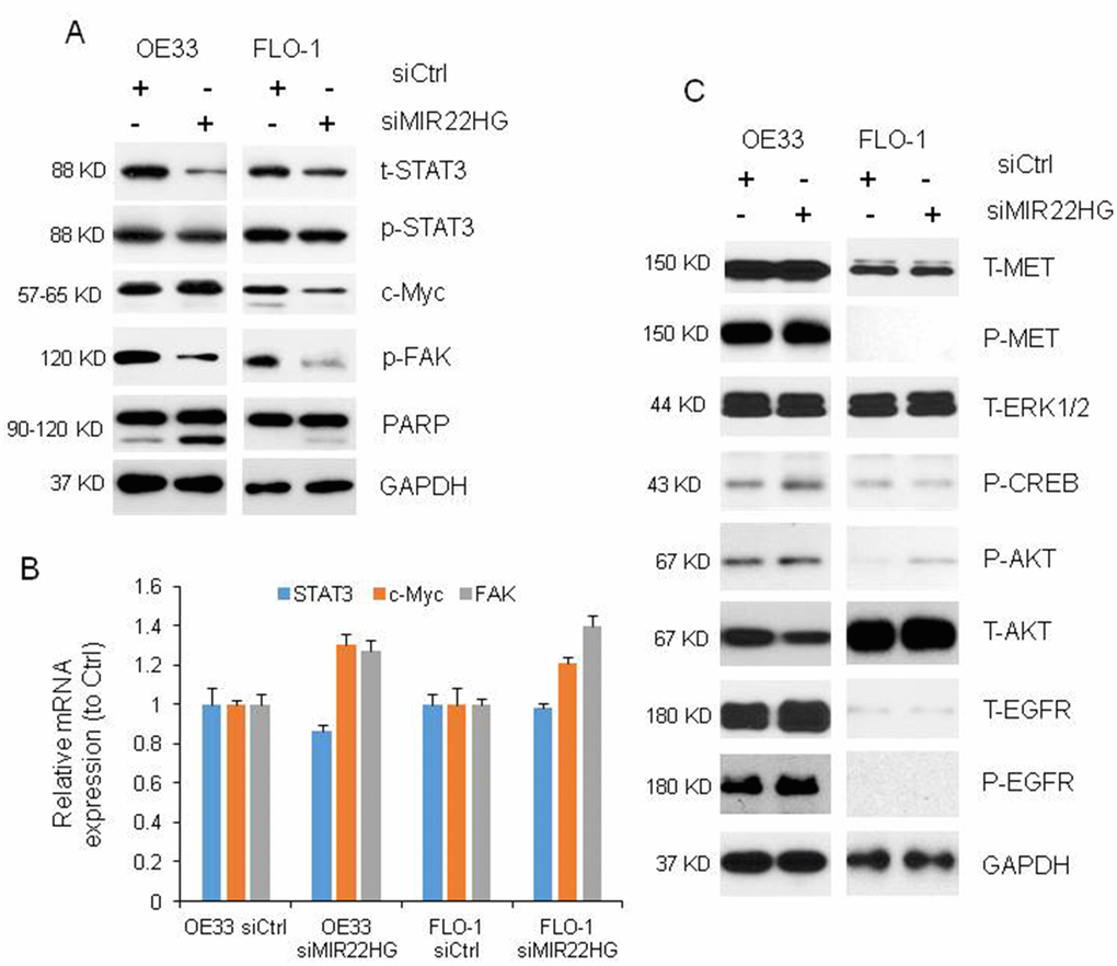 Proteins and mRNAs regulated by knockdown of MIR22HG. (A) Protein levels of t-STAT3, p-STAT3 and p-FAK were regulated by MIR22HG siRNA in OE33 and FLO cells, and c-Myc was changed in FLO1 cells by Western blotting. PARP cleavage was also induced by MIR22HG siRNA in OE33 and FLO1 cells. GAPDH was used as a protein loading control. (B) qRT-PCR showing the mRNA expressions of STAT3, c-MYC and FAK in OE33 and FLO1 cells. GAPDH was used as control. (C) MET, EGFR, AKT and ERK1/2 proteins were not changed after MIR22HG siRNA treatment at 72 hours.