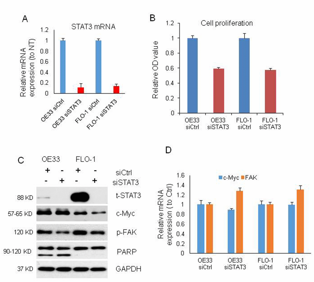 Cell proliferation, proteins and mRNAs regulated by knockdown of STAT3. (A) STAT3 mRNA expression was decreased by more than 80% after STAT3 knockdown with siRNA on OE33 and FLO1 cells measured by qRT-PCR. (B) WST-1 assays were used to determine the cell viability for STAT3 siRNA transfecting OE33 and FLO1 cells. Values represented the mean ± s.d. from three independent experiments. (C) Protein levels of t-STAT3 and p-FAK were regulated by STAT3 siRNA in OE33 and FLO cells, and c-Myc was also changed in FLO1 cells by Western blotting. PARP cleavage was also induced by STAT3 siRNA in OE33 cells. GAPDH was used as a protein loading control. (D) qRT-PCR showing the mRNA expression of c-MYC and FAK in OE33 and FLO1 cells. GAPDH was used as control. Values represented the mean ± s.d. from three independent experiments. *P 
