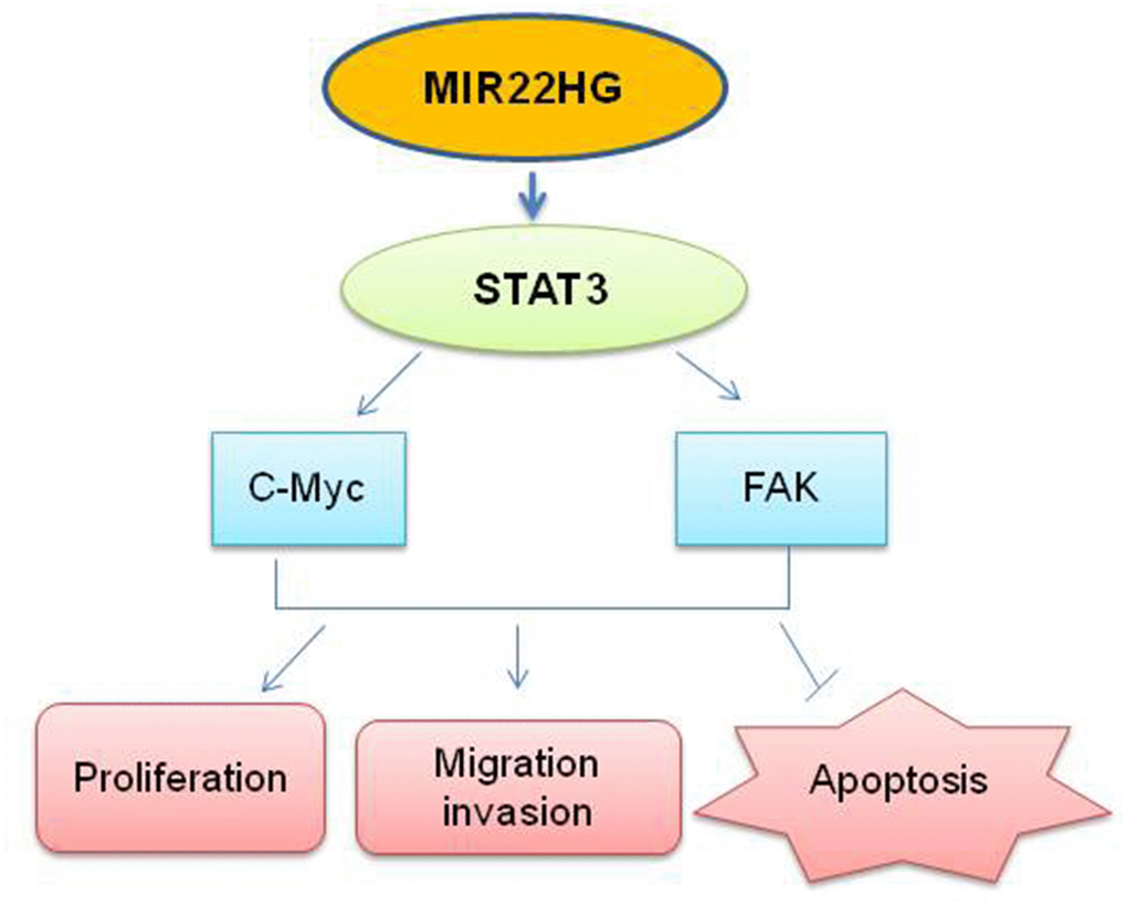 Schematic the potential signaling affected by knockdown of MIR22HG.MIR22HG siRNA inhibits STAT3 proteins, then affects c-MYC and FAK proteins to modulate the cells proliferation, migration, invasion and induced apoptosis in esophagus cancer.
