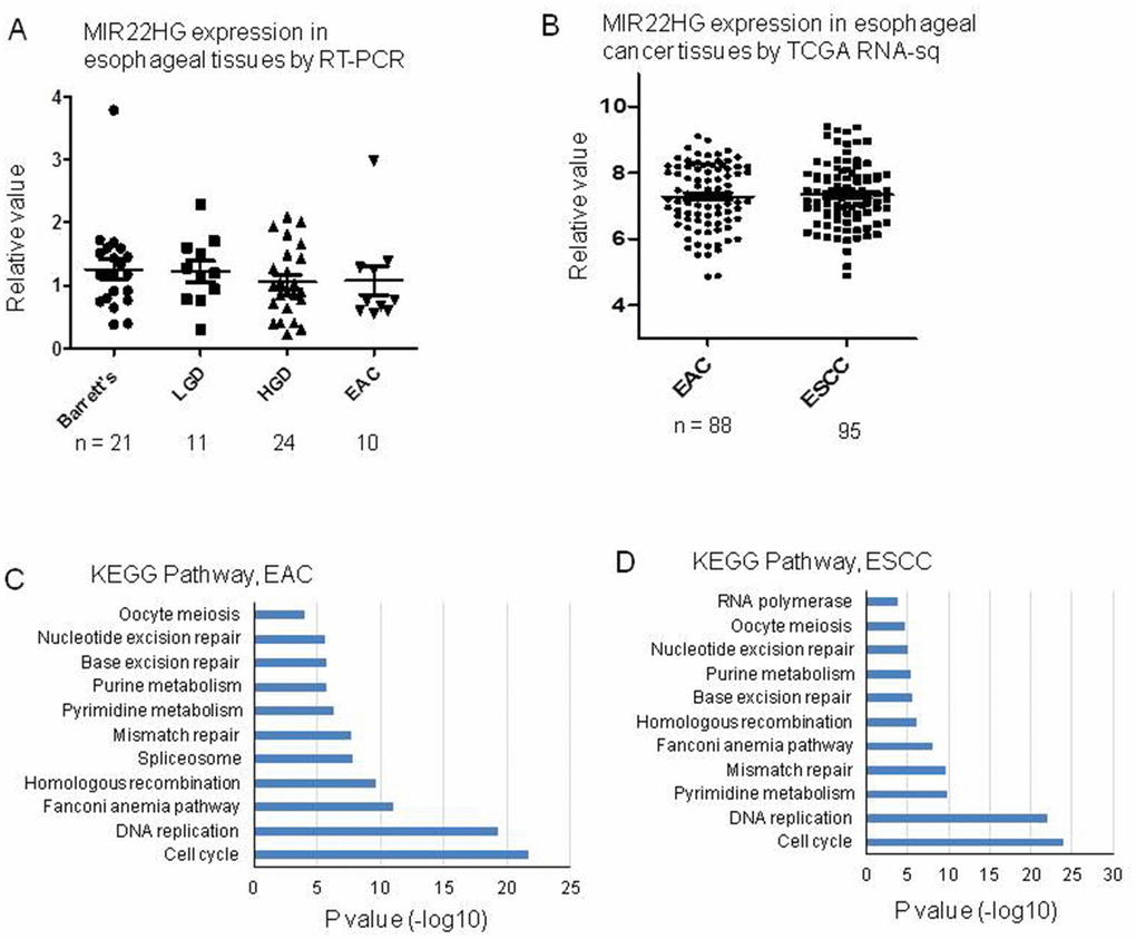 MIR22HG expression in esophageal tissues and pathway involved by MIR22HG negative correlated genes. (A) MIR22HG expression of esophageal adenocarcinomas (EAC), high grade dysplasia (LDH), low grade dysplasia (LDH) and Barrett’s measured by RT-PCR. There is no significant different among them (p > 0.05). (B) MIR22HG expression from TCGA RNA-seq data including 88 esophageal adenocarcinomas (EAC) and 95 esophageal squamous cell carcinomas (ESCC). There is no significant different between EAC vs. ESCC (p > 0.05). (C and D), DAVID pathway analysis of MIR22HG negative correlated genes indicating that the cell cycle and DNA replication pathways were the most significantly involved pathways in both EAC and ESCC (p 