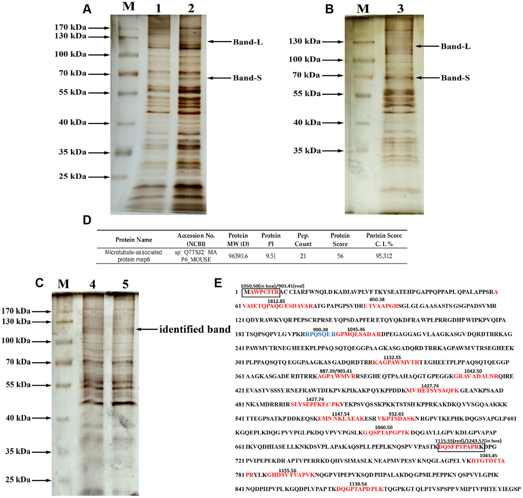 Purification and identification of MAP6 via lectin affinity chromatography coupled with MALDI-TOF MS. (A) SDS-PAGE analysis on the fractions from wash buffer containing 0.3 mol/L NaCl. Lanes 1 and 2 were the different fractions. Lane M, protein size standards. (B) SDS-PAGE analysis of the fractions from eluted buffer containing 0.5 mol/L NaCl. Lane 3, eluted fraction. Lane M, protein size standards. (C) SDS-PAGE analysis of purified glycoproteins and silver staining: lane M, protein size standards – the arrow shows the glycoprotein subjected to MS identification; Lanes 4 and 5, glycoproteins purified in lectin pulldown assays. (D) Profiles of identified MAP6 in Mus musculus. (E) Trypsin-digested MAP6 peptide fragments identified based on their MALDI-TOF MS spectrum. The identified peptide fragments are indicated in red, blue, and box. The numbers on the sequence are the m/z of the molecular fragment ions after collision-induced dissociation.