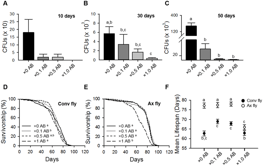 Elimination of commensal microbe by antibiotic treatment extends host lifespan. (A–C) Colony-forming units (CFUs) of Conv flies treated with ×0.1, ×0.5, or ×1 of the antibiotic cocktail AB for 10 days (A), 30 days (B), and 50 days (C). (D–E) Survival of flies treated with ×0.1, ×0.5, or ×1 AB in Conv fly (D) and Ax fly (E). (F) Mean lifespan of flies treated with ×0.1, ×0.5, or ×1 AB. Filled dots, Conv flies; open dots, Ax flies. Different letters indicate significant differences between groups. Error bars represent the SEM.