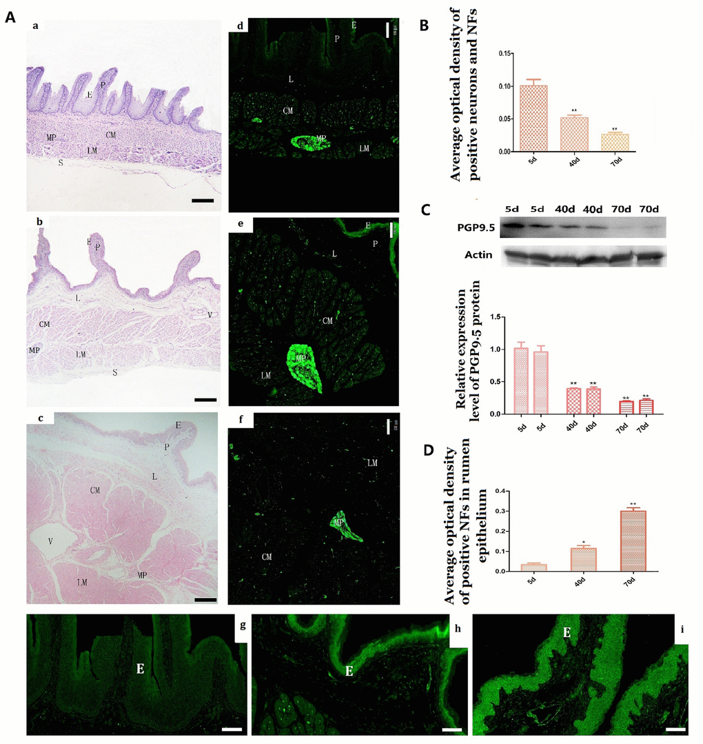 Histologic changes and the expression of PGP9.5 immuno-positive and its protein expression in the rumen wall of goat during pre-weaning (A a–i). Histologic changes of rumen wall with age (A–a, 5 days group; A–b, 40 days group; A–c, 70 days group). The distribution of PGP9.5-immunoreactivity in the rumen wall (A d–f) and MOD of PGP9.5-positive NFs in the mucosa (especially in the epithelium) with age (A–g, 5-day group; A–h, 40-day group; A–i,70-day group). The reverse changes of PGP9.5 positive NFs in the rumen wall (B) and in the rumen papilla (D) from new born to weaning. Western blot analysis of PGP9.5 in protein extracts of rumen segments from pre-weaning goats (N=4 per group) (C). β-actin was used as a loading control. Protein signals were quantified using densitometry analysis. Data are reported as mean ± SEM. Statistical significance was determined by one-way ANOVA followed by Newman-Keuls post-hoc test for multiple comparison (panel A) *PA a–c; Bar =100μm in A d–f; Bar =35μm in A g–i.)