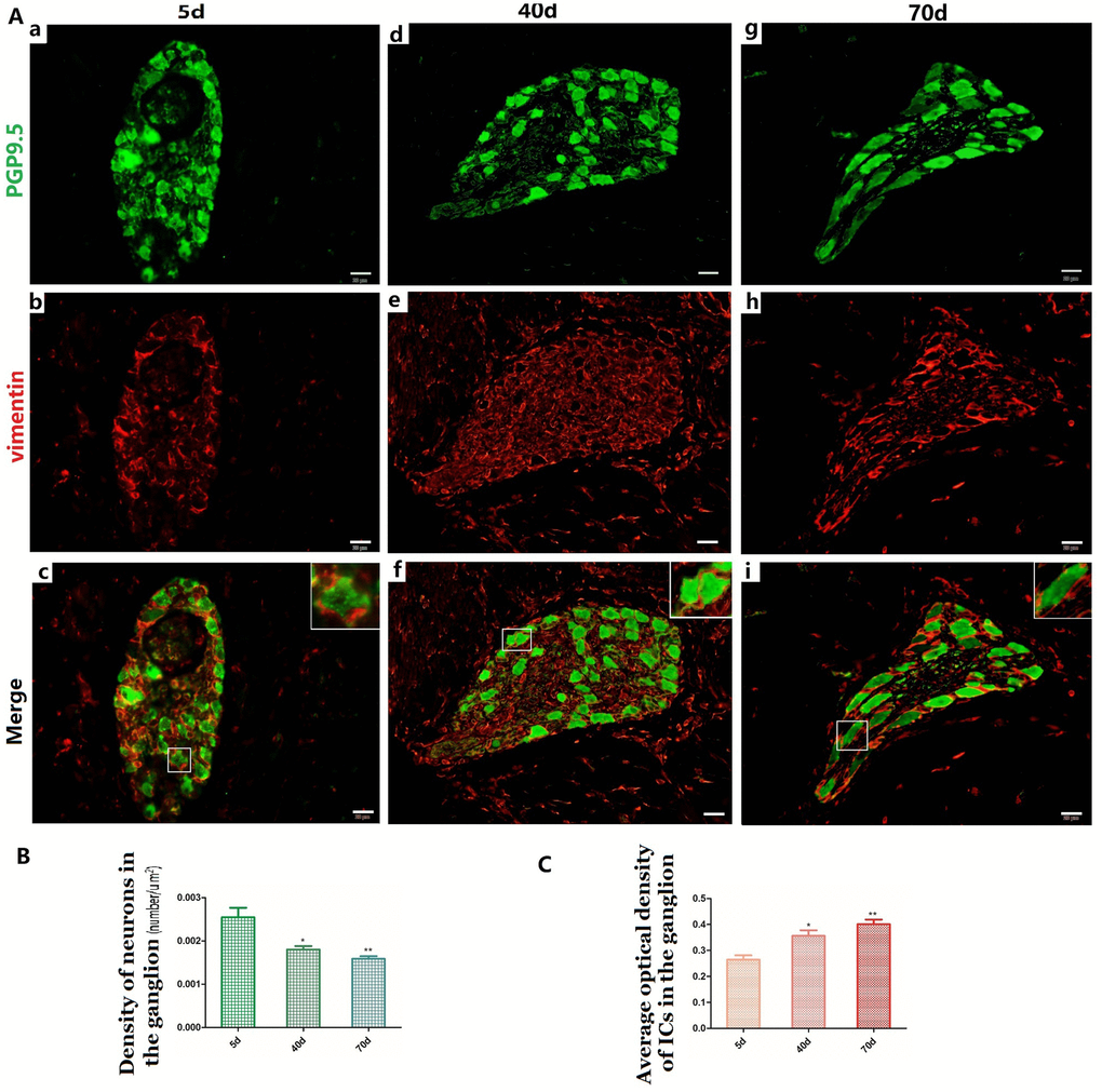 Relationship between PGP9.5-positive neurons (green) and ICs (red) in the ganglia of rumen MP (A a–i) with age. The neural and IC networks were observed and interweaved with each other in the rumen wall. Higher magnification views of the square frames in (A–c,f,g), the somata and protuberances of two or three ICs, close to each other, formed a ring-boundary layer surrounding each NSs in the ganglia. A decreased density was observed in NS of the ganglia (B), while the MOD of ICs significantly increased in the ganglia (C). (Bar = 20 μm A a–i.)