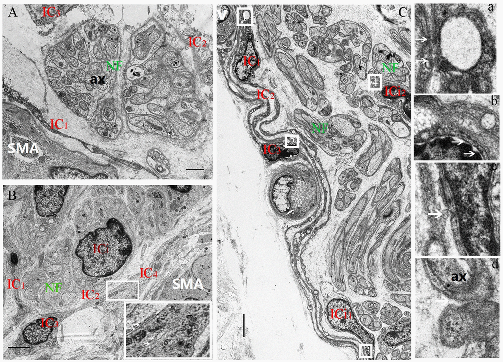 Decrease of the space between the nerve trunk and the ICs ring-boundary layer formed by several ICs in MP with age. In the 5-day group, the loose boundary layer surrounded the nerve trunk (A). In the 40-day group, the boundary layer was obviously close to the nerve trunk (B). Higher magnification views of the square frames in (B), the close relationship among IC2-IC3-IC4. In 70-day group, the close-knit ring-boundary layer was closest to the nerve trunk. Higher magnification views of the square frame 1,2,3,4 in (C), the several ICs with close connections at the arrows between IC1-IC2(a), IC2-IC3(b), IC3-ICi1(c), and the same close connections at the arrow between ICi2-NF (d) was observed in the rumen MP. A vessel blood was also found close to the ring-boundary. IC, interstitial cell; ICi, interstitial cells in the nerve trunk; NF, nerve fiber; SMA, Smooth muscle; ax, axon; V, vessel blood. (Bar = 1μm in A, Bar = 4μm in B; Bar =3 μm in C.)