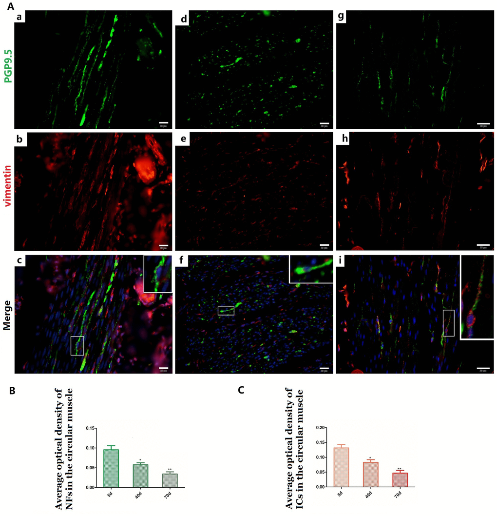 Relationship between PGP9.5-positive NFs (green) and ICs (red) in rumen CM with age. Higher magnification views of the square frames in (A–c,f,g). The cytoplasm and protuberances of the ICs were wrapped by the varicosities with PGP9.5. The MOD of PGP9.5 positive NFs (B) and ICs (C) in the CM with age, both of them decreased. (Bar = 20 μm in A a–i).