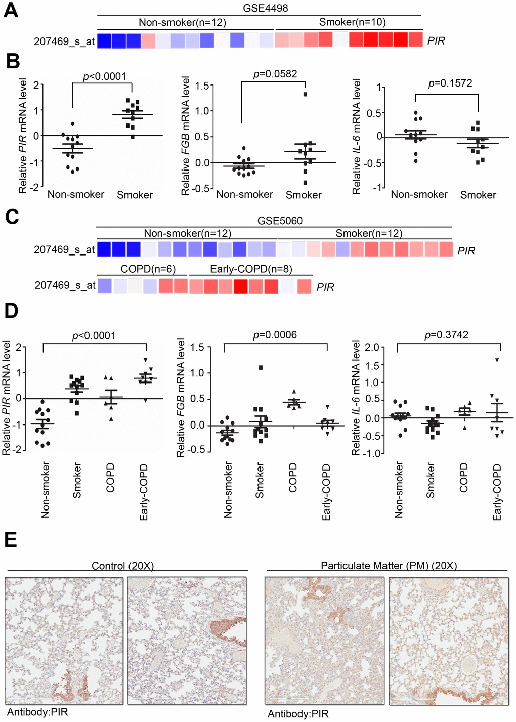 Overexpression of PIR correlates with smoke and early COPD. (A) Detailed heatmap highlights the correlation between the mRNA expression level of PIR and smoke in the GSE4498 cohort (n = 22) using Oncomine online analysis tool. (B) Differential mRNA levels of PIR, FBG, and IL-6 between non-smoker and smoker in the GSE4498 cohort. (C) Detailed heatmaps highlight the correlation between the mRNA expression levels of PIR and non-smoker, smoker, COPD, and early COPD in the GSE5060 cohort (n = 38) using Oncomine online analysis tool. (D) Differential mRNA levels of PIR, FBG, and IL-6 in non-smoker, smoker, COPD, and early COPD in the GSE5060 cohort (n = 38) in the analysis by the Oncomine online analysis tool. (E) The immunohistochemical staining results showed PM-fed mice group had higher concentration of the PIR protein in the lung tissue.