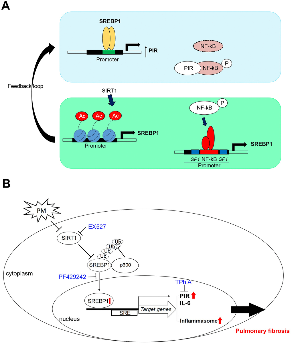 A model illustrates that PM activates the SREBP1-PIR/inflammasomes signaling axis through SIRT1 -mediated modulation. (A) A schematic model to describe the positive feedback loop and detailed mechanisms of the SIRT1-SREBP1-PIR axis and crosstalk with NF-κB signaling. (B) SIRT1 modulates the SREBP1-PIR/NLRP3 inflammasome axis in response to PM. SIRT1 functions as a protector from PM exposure. The SIRT1-SREBP1-PIR/NLRP3 inflammasome axis may present an attractive therapeutic target for PM-related adverse health events.
