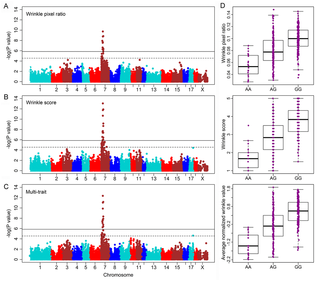 Manhattan plots for QTL affecting facial wrinkles in Erhualian pigs. (A) Genome-wide association study (GWAS) plot for wrinkle pixel ratio. (B) GWAS plot for wrinkle score. (C) Meta-trait GWAS plot for facial wrinkles. (D) Boxplot for the significant SNPs grouped by different genotypes. The dashed line delineates the suggestive significance threshold (P = 2.78 × 10-5); the solid line delineates the genome-wide significant threshold (P = 1.39 × 10-6).