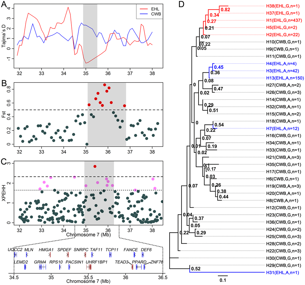 Evolutionary and selection analyses on the candidate region affecting swine facial wrinkles using the 60K SNP dataset. (A) Tajima’s D tests. (B) Population differentiation analysis between Erhualian pigs and Chinese wild boars. (C) XPEHH score estimation. (D) Maximum likelihood tree of the haplotypes on the candidate region.