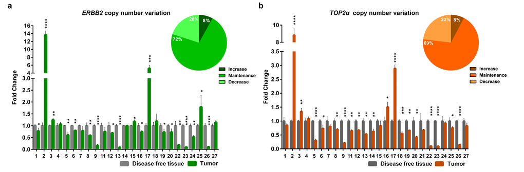 ERBB2 and TOP2α maintain the copy number in feline mammary tumors. (a-b) Fold change of ERBB2 (a) and TOP2α (b) DNA copy number in feline mammary tumors (FMT) analyzed by real-time qPCR and compared with a disease-free tissue (DFT) sample collected from the same animal (control). The percentage of tumors showing an increased, maintained or decreased gene copy number of ERBB2 (a) and TOP2α (b) is presented in the upper right corner of each graph. Values are mean ± SD of three replicates. *p≤0.05, **p≤0.01, ***p≤0.001, ****p≤0.0001 were determined by Student’s t-test.