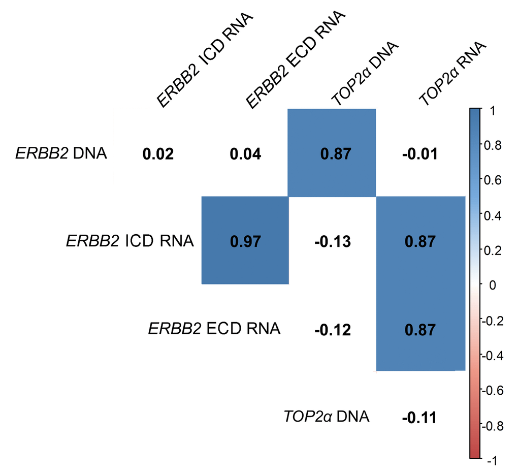 ERBB2 and TOP2α DNA and RNAs correlogram. Correlation among ERBB2 and TOP2α DNA and RNAs. This correlogram was obtained using the R software. As some analysis presented a different “n”, the data was simultaneously analyzed in GraphPad software and the r-values were corrected by the GraphPad values.