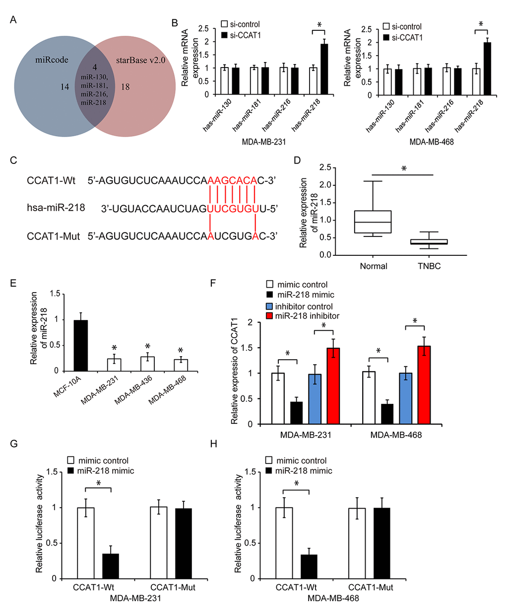 CCAT1 functions as a sponge for miR-218. (A) MiRcode and starBase were used to predict the miRNAs that could bind to CCAT1. Four miRNAs were identified: miR-130, miR-181, miR-216 and miR-218. (B) Relative expression of these four miRNAs in TNBC cells following transfection with si-CCAT1 or si-control. (C) Diagram showing the predicted miR-218 binding site in the CCAT1 sequence and the nucleotides that were mutated to impair binding. (D) Analysis of miR-218 expression in human TNBC and adjacent normal tissue by qRT-PCR. (E) Analysis of the relative expression of miR-218 in three TNBC cell lines (MDA-MB-231, MDA-MB-436, and MDA-MB-468) and in a human normal breast epithelial cell line (MCF-10A) by qRT-PCR. (F) Relative expression of CCAT1 after transfection of TNBC cells with either a miRNA mimic control, miR-218 mimic, inhibitor control, or miR-218 inhibitor. (G, H) Luciferase reporter assays demonstrating that overexpression of miR-218 repressed the luciferase activity in MDA-MB-231 and MDA-MB-468 cells transfected with CCAT1-Wt. *P 