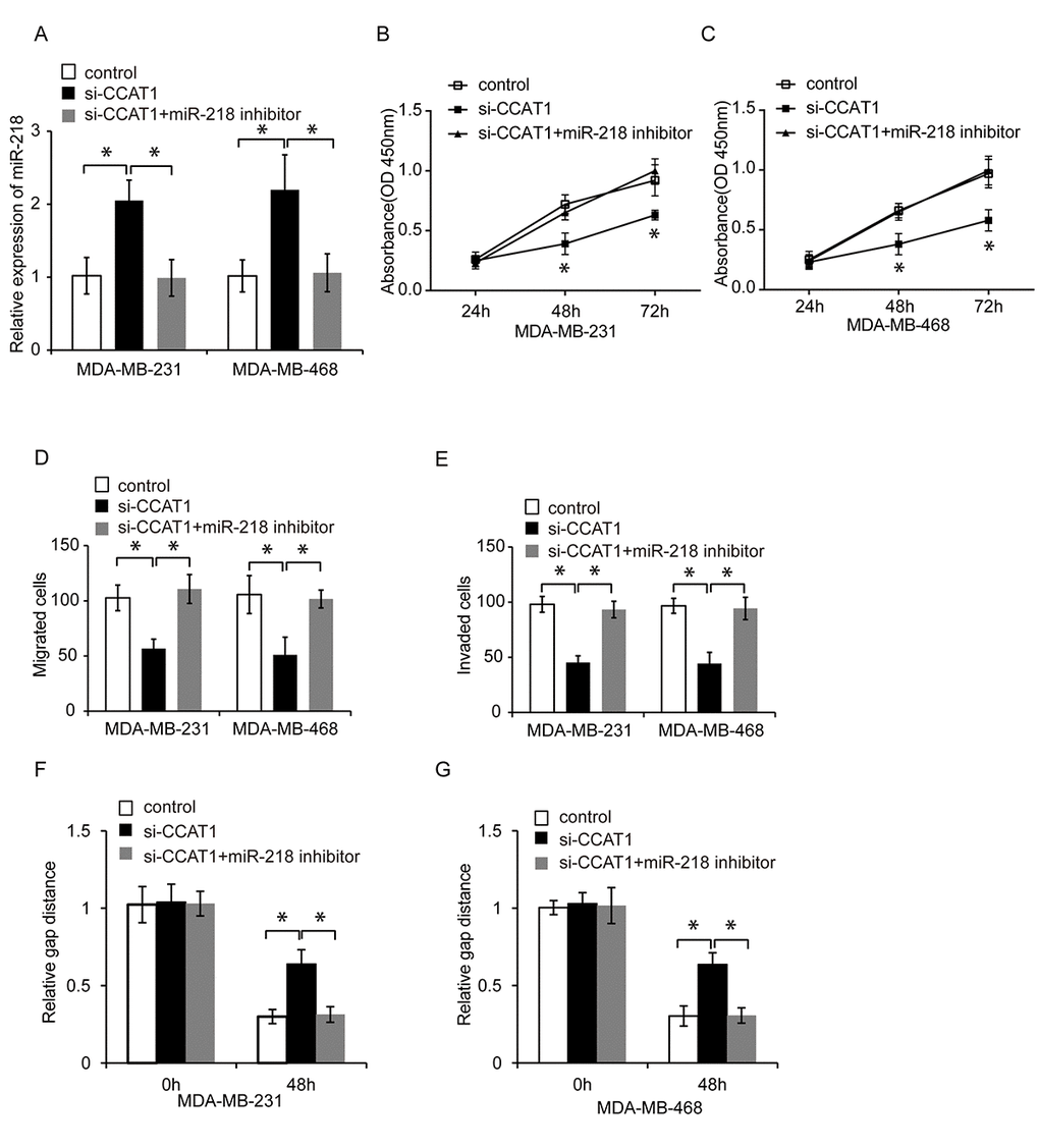 CCAT1 promotes TNBC cell proliferation, migration, and invasion by inhibiting miR-218. (A) Quantitative RT-PCR analysis of relative miR-218 expression in TNBC cells following transfection with control, si-CCAT1, or si-CCAT1 + a miR-218 inhibitor. (B, C) CCK8 assays of MDA-MB-231 and MDA-MB-468 cell proliferation following transfection with either control, si-CCAT1, and si-CCAT1 + a miR-218 inhibitor. (D, E) Analysis of the migration and invasion capacities of MDA-MB-231 and MDA-MB-468 cells transfected with control, si-CCAT1, or si-CCAT1 + a miR-218 inhibitor using transwell assays. (F, G) Analysis of the migration capacity of MDA-MB-231 and MDA-MB-468 cells transfected with control, si-CCAT1, or si-CCAT1 + a miR-218 inhibitor using wound healing assays. *P 