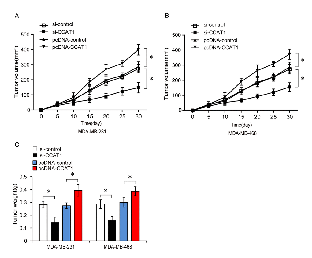 CCAT1 promotes tumor growth in a xenograft mouse model of TNBC. (A, B) Xenograft tumor volume was measured every 5 days among the different treatment groups consisting of MDA-MB-231 or MDA-MB-468 cells transfected with si-control, si-CCAT1, pcDNA-control, or pcDNA-CCAT1. (C) Comparison of tumor weight between groups. *P 