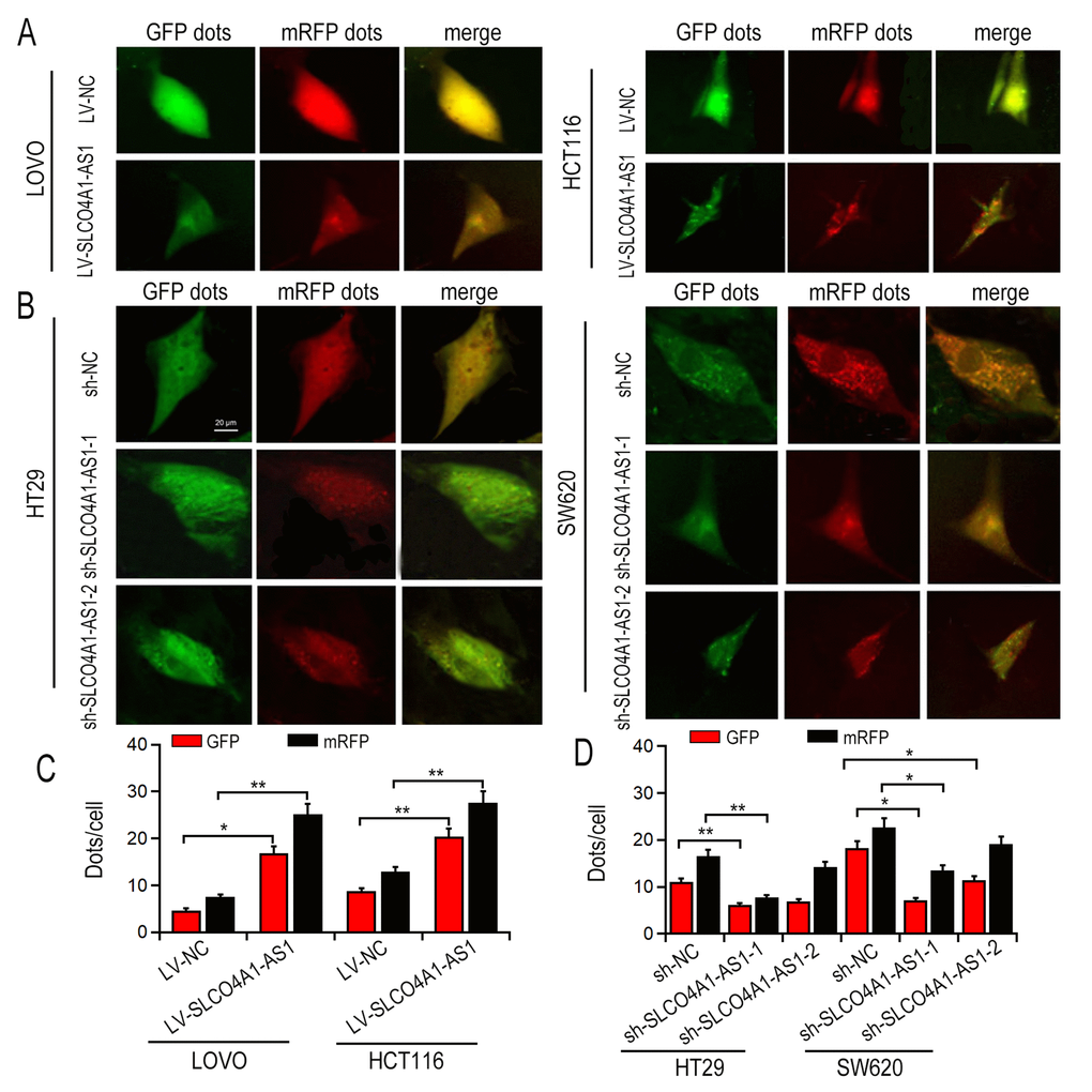 GFP-LC3 dots detection after SLCO4A1-AS1 overexpression or knockdown. (A, B) Representative images in SLCO4A1-AS1-overexpressed or knockdown cells. (C, D) Quantitation of GFP-LC3 puncta in SLCO4A1-AS1-overexpressed or knockdown cells. * P 