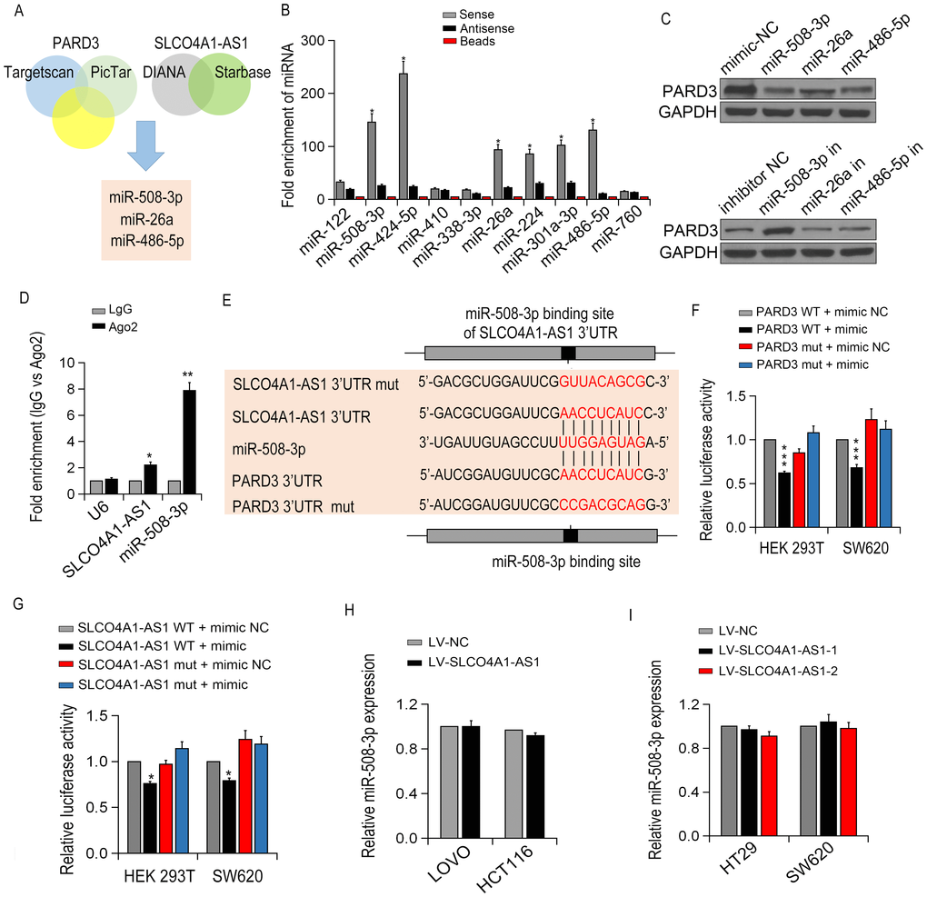 SLCO4A1-AS1 regulated PARD3 expression by sponging miR-508-3p. (A) The diagram illustrated the predicted and mutant 3’-UTR of PARD3; (B) The targeted miRNA levels were measured by qRT-PCR in SW620 cells; (C) PARD3 expression in SW620 cells after transfection with specific miRNA mimics or inhibitor (miR-508-3p, miR-26a,miR-486-5p) detected by Western blot. (D) Enrichment of SLCO4A1-AS1 and miR-508-3p by using AGO2 antibody in SW620 cells by RIP assay. (E) miR-508-3p binding sites in SLCO4A1-AS1 3’-UTR region were predicted by TargetScan; (F, G) Luciferase activity of HEK293T and SW620 cells after co-transfection with PARD3-3’UTR-WT (or Mut) and miR-508-3p or SLCO4A1-AS-3’UTR-WT (or Mut)and miR-508-3p detected by dual-luciferase assays; (H, I) miR-508-3p expressions with up- or down-regulation of SLCO4A1-AS1 expression in CRC cells by qRT-PCR.