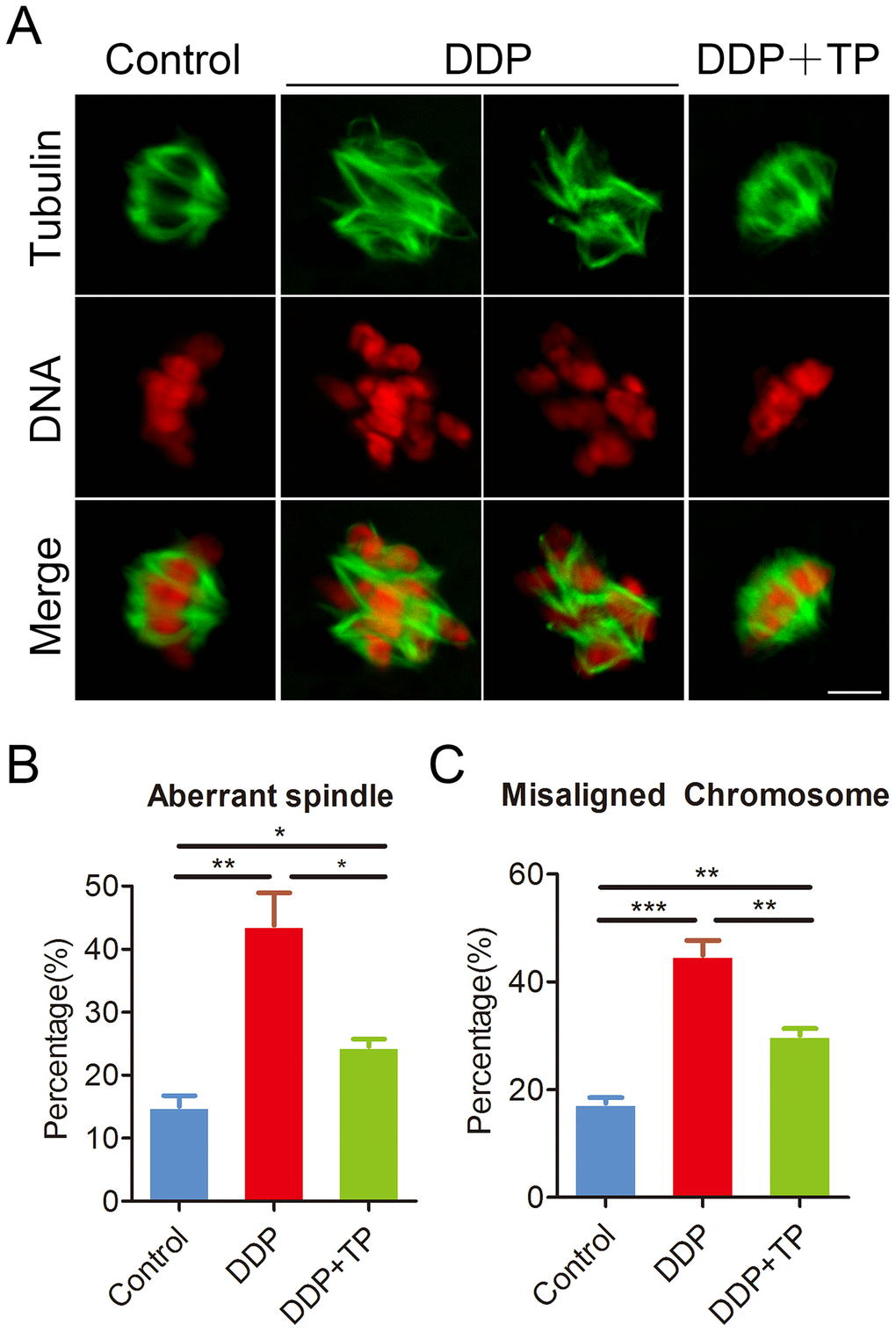 Effects of TP on the spindle/chromosome defects in DDP-exposed porcine oocytes. (A) Representative images of spindle morphologies and chromosome alignment in control, DDP-exposed and TP-supplemented oocytes. Scale bar, 5 μm. (B) The rate of aberrant spindles was recorded in control, DDP-exposed and TP-supplemented oocytes. (C) The rate of misaligned chromosomes was recorded in control, DDP-exposed and TP-supplemented oocytes. Data in were presented as mean percentage (mean ± SEM) of at least three independent experiments. *P 
