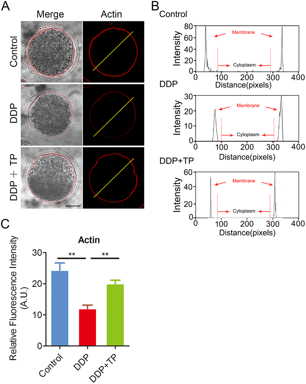 Effects of TP on the actin polymerization in DDP-exposed porcine oocytes. (A) Representative images of actin filaments in control, DDP-exposed and TP-supplemented oocytes. Scale bar, 30 μm. (B) Right graphs show fluorescence intensity profiling of phalloidin in oocytes. Lines were drawn through the oocytes, and pixel intensities were quantified along the lines. (C) The fluorescence intensity of actin signals was measured in control, DDP-exposed and TP-supplemented oocytes. Data were presented as mean percentage (mean ± SEM) of at least three independent experiments. **P 