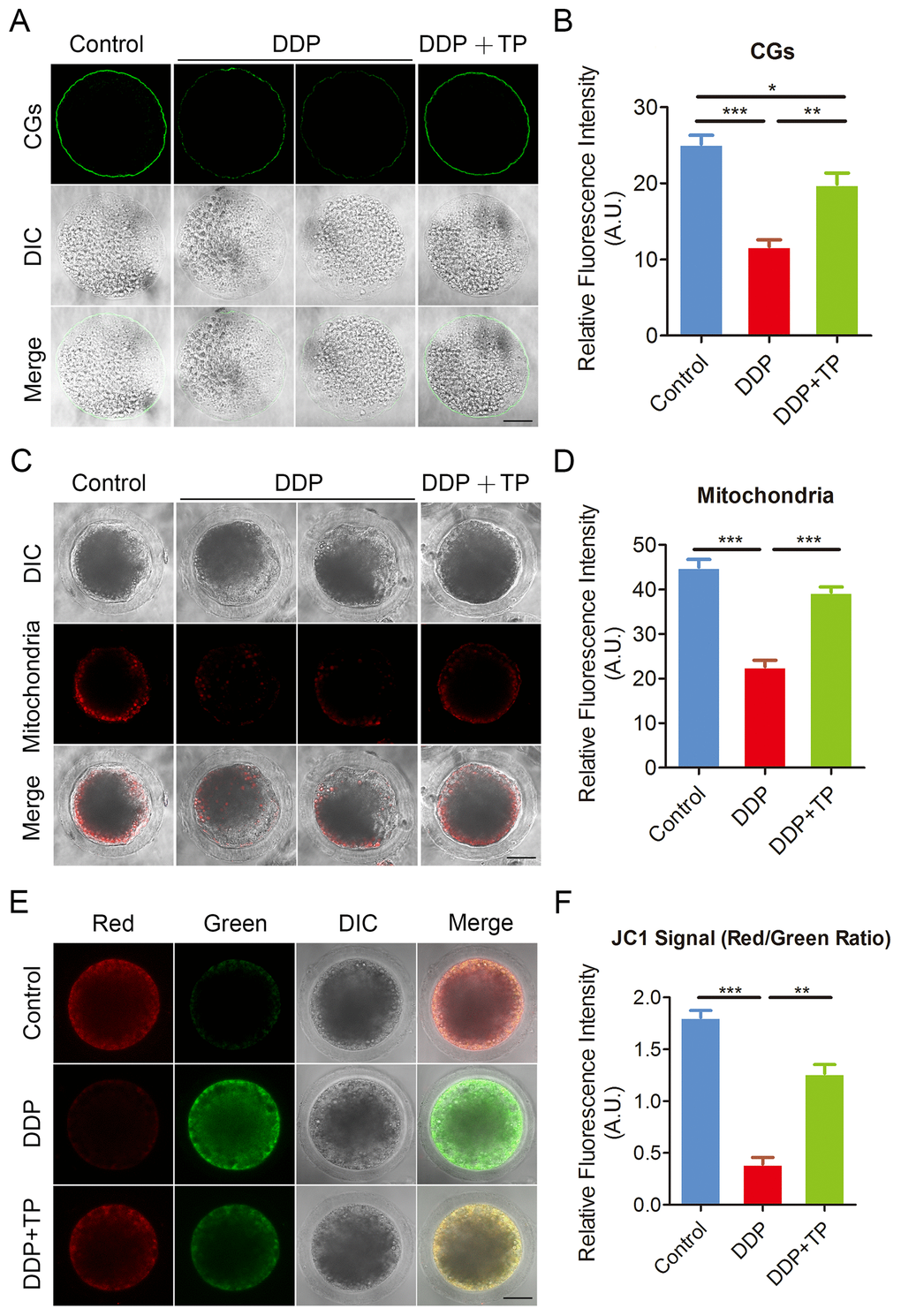 Effects of TP on the distribution of CGs and mitochondria in DDP-exposed porcine oocytes. (A) Representative images of CGs localization in control, DDP-exposed and TP-supplemented oocytes. Scale bar, 40 μm. (B) The fluorescence intensity of cortical granules was measured in control, DDP-exposed and TP-supplemented oocytes. (C) Representative images of mitochondria in control, DDP-exposed and TP-supplemented oocytes. Scale bar, 35 μm. (D) The immunofluorescence intensity of mitochondrion signals was recorded in control, DDP-exposed and TP-supplemented oocytes. (E) Mitochondrial membrane potential (ΔΨm) was detected by JC-1 in control, DDP-exposed and TP-supplemented oocytes (Red, high ΔΨm; Green, low ΔΨm). (F) The ratio of red and green fluorescence intensity was recorded in control, DDP-exposed and TP-supplemented oocytes. Data were presented as mean percentage (mean ± SEM) of at least three independent experiments. *P 