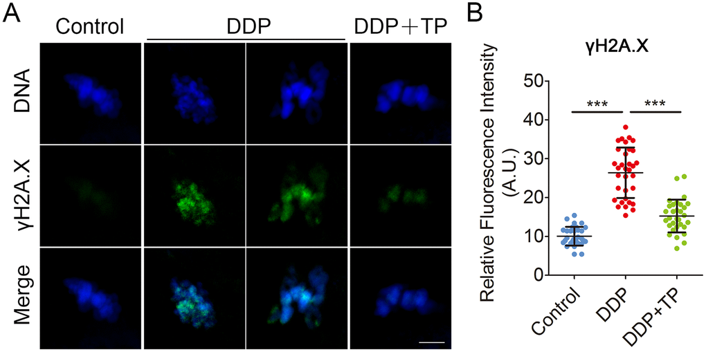 Effects of TP on DNA damage in DDP-exposed porcine oocytes. (A) Representative images of DNA damage in control, DDP-exposed and TP-supplemented groups. Scale bar, 5 μm. (B) The fluorescence intensity of γH2A.X signals was measured in control, DDP-exposed and TP-supplemented groups. Data in (B) were presented as mean percentage (mean ± SD) of at least three independent experiments. ***P 