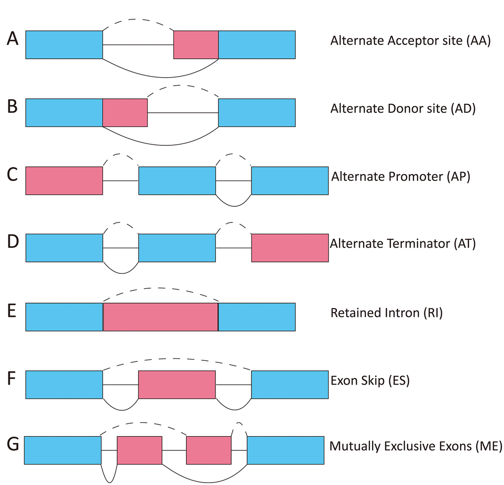 Diagram showing the seven types of ASEs. AA, alternate acceptor; AD, alternate donor; AP, alternate promoter; AT, alternate terminator; ES, exon skip; ME, mutually exclusive exons; RI, retained intron.