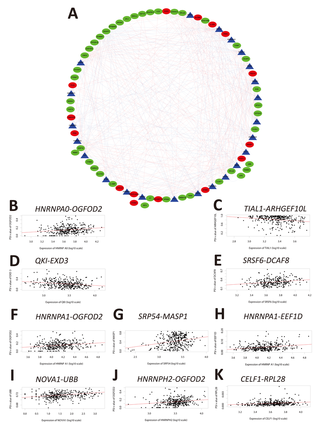 Correlation analysis between splicing factor expression and OS-SEs. (A) Triangles represent the splicing factors and oval nodes represent the OS-SEs. Red ovals represent the OS-SEs that displayed a positive correlation with OS while the green ovals represent OS-SEs that exhibited a negative correlation with OS. The blue and red lines indicate negative and positive correlations, respectively. (B–K) Top 10 correlations between the genes corresponding to the OS-SEs and splicing factors according to P-value.