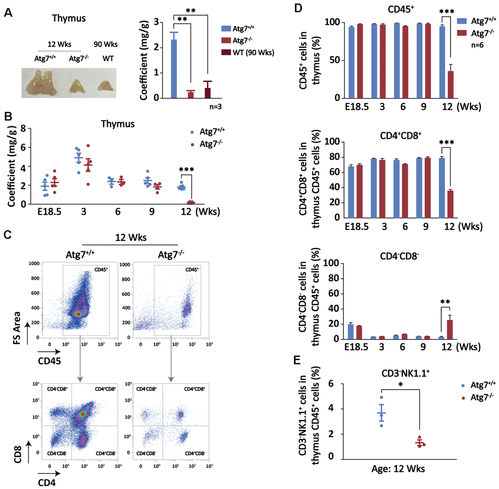 Autophagy defect causes synchronous thymic atrophy and T cell (CD4+CD8+) reduction after mouse development is completed. (A) Alteration of thymus in size and weight. Left, a representative picture of thymus; right, thymus coefficient of Atg7-deleted mice as compared with the same-age wild-type mice and the old wild-type mice. (B) Measurement of thymus coefficients in time points indicated in the entire lifespan of the Atg7-deleted mice (organ/body, mg/g). (C) Scheme for analysis of T cells by flow cytometry. Shown are representative flow images for quantification of total blood cell (CD45+) and T cells (CD4+,CD8+) in total thymus cells. (D) Statistical analysis of the percentages of T cell populations in total thymus blood cells in the entire lifespan of the Atg7-deleted mice. (E) Statistical analysis of the percentages of NK cell populations in total thymus blood cells in the Atg7-deleted mice at age of 12 weeks.