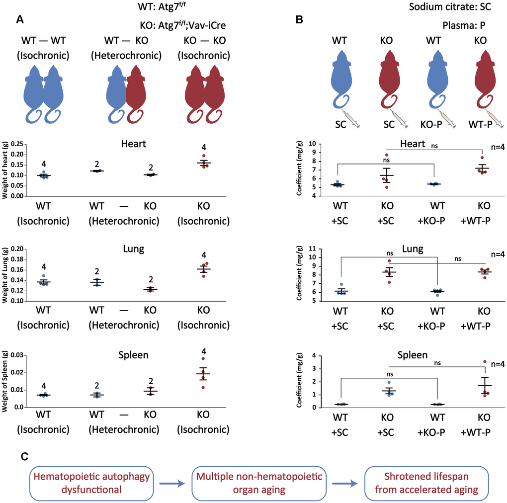 Autophagy-intact blood cells not plasma reverse autophagy defect-caused aging of non-hematopoietic organs. (A) Upper, schematic depicting the parabiotic pairings; lower, graph representing the heart/lung/spleen weight after 4 weeks of parabiosis. (B) Upper, schematic illustrating plasma treatment; lower, graph representing the heart or lung or spleen/body weight ratio after plasma treatment. (C) Summary of the study. Autophagy defect in hematopoietic system accelerates multiple non-hematopoietic organ aging, ultimately leading to a much shortened lifespan of the mouse.