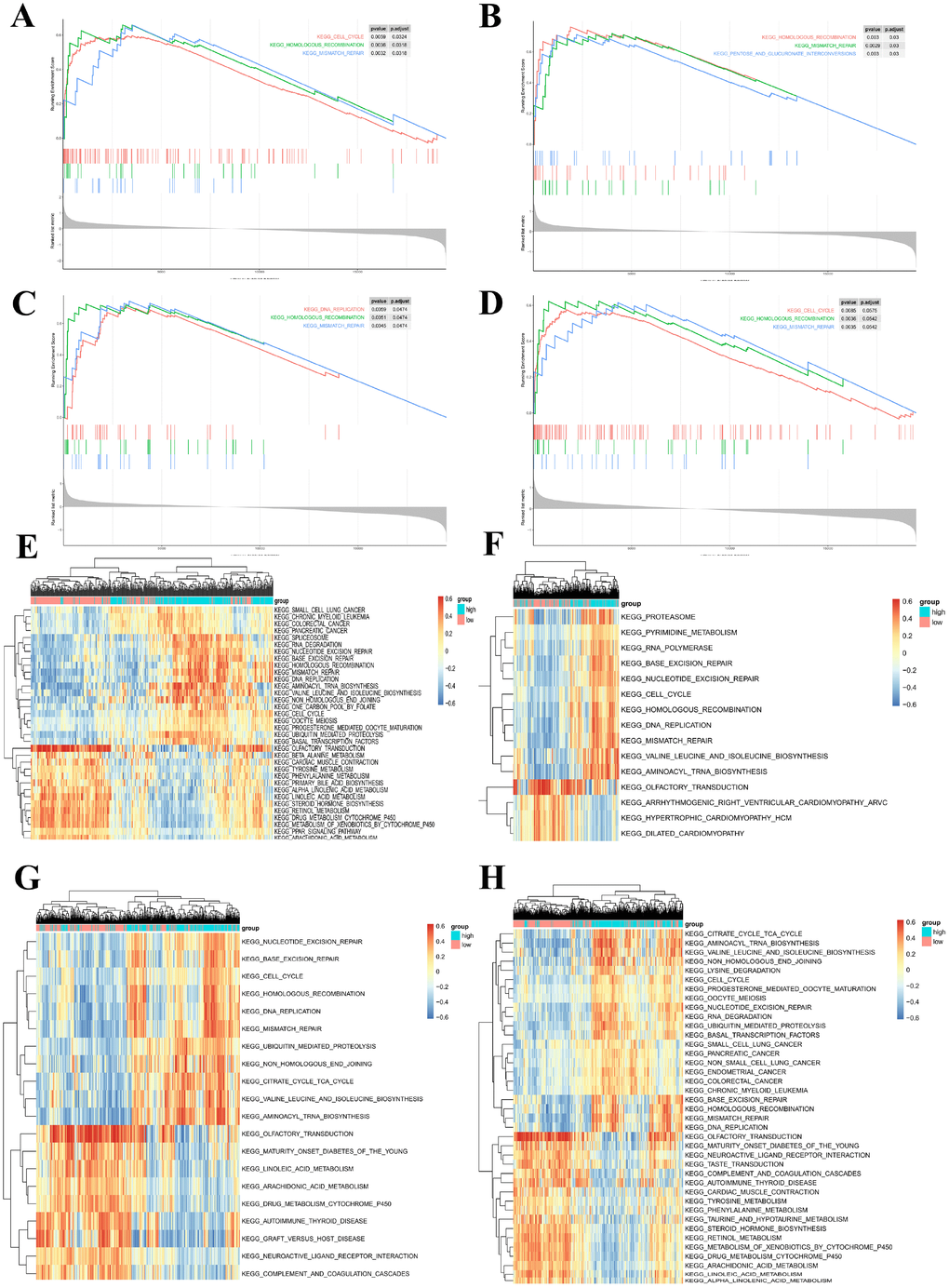 Gene set enrichment analysis (GSEA) and gene set variation analysis (GSVA) of hub genes in the TCGA-PRAD dataset. (A–D) Top 3 gene sets (according to GSEA enrichment score) enriched in the high-expression group of single hub genes. (A) LMNB1; (B) TK1; (C) ZWINT; (D) RACGAP1. (E–H) GSVA-derived clustering heatmaps of differentially expressed pathways for single hub genes. (E) LMNB1; (F) TK1; (G) ZWINT; (H) RACGAP1. Only signaling pathways with log(foldchange) > 0.2 are shown.