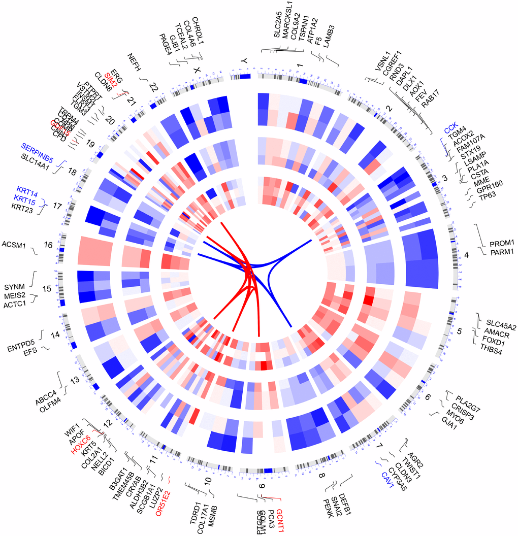 Circular visualization of connectivity, expression patterns, and chromosomal positions of top 100 DEGs. The 10 PCa microarray datasets from GEO are represented in the inner circular heatmaps. Red indicates gene up-regulation, blue represents downregulation, and white denotes genes not present in a given dataset. The outer circle represents chromosomes; lines coming from each gene point to their specific chromosomal locations. The top 5 up-regulated and down-regulated genes according to adjusted P are shown in red and blue and connected with red and blue lines in the center of circles.