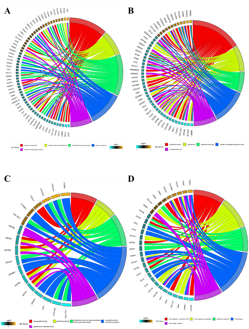 GO and KEGG analysis of top 300 DEGs. (A) Chord plot depicting the relationship between genes and GO terms of biological process. (B) Chord plot depicting the relationship between genes and GO terms of cellular component. (C) Chord plot depicting the relationship between genes and GO terms of molecular function. (D) Chord plot indicates the relationship between genes and KEGG pathways. GO, Gene Ontology; KEGG, Kyoto Encyclopedia of Genes and Genomes.