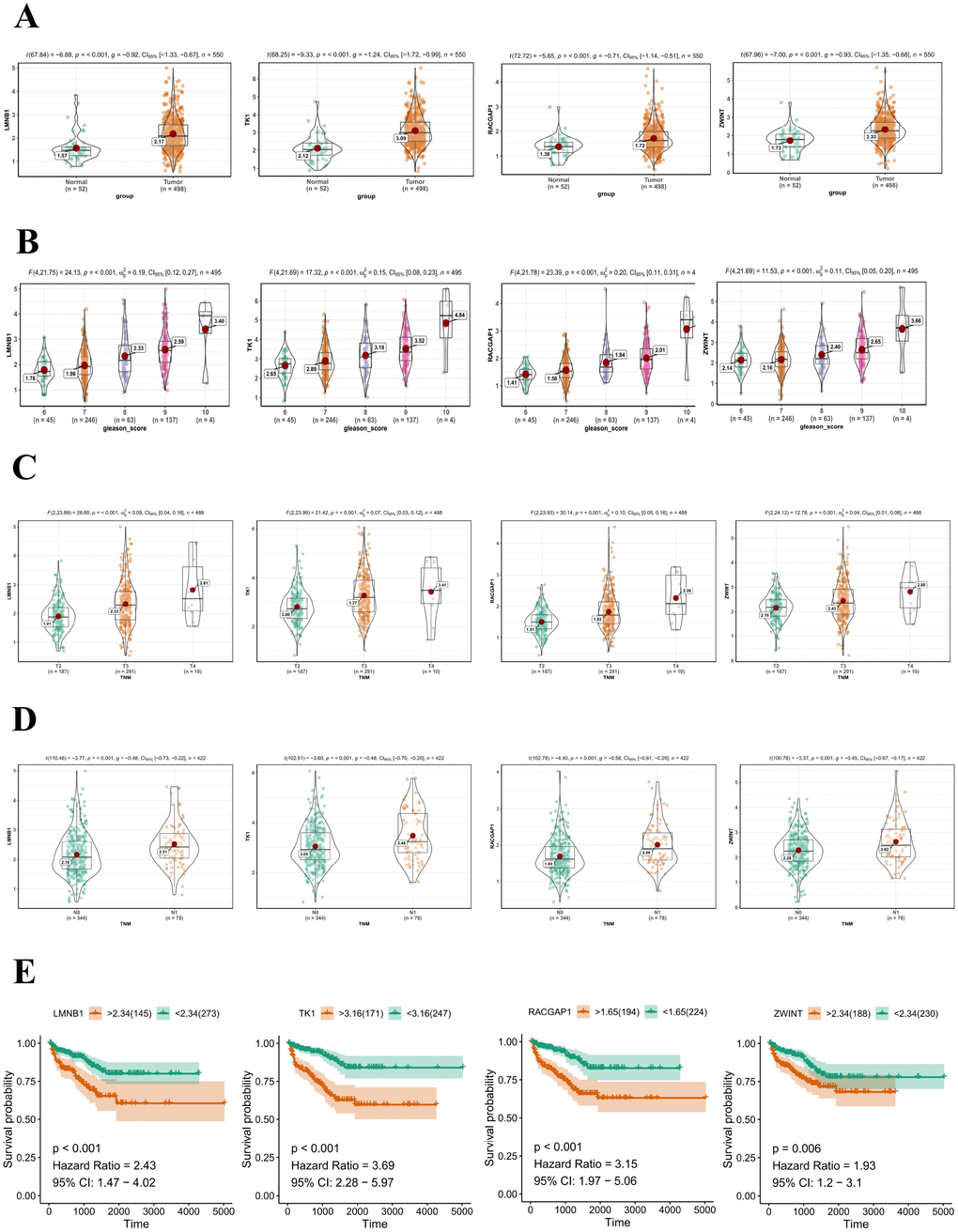 Validation of hub genes in the TCGA-PRAD dataset. (A) LMNB1, TK1, RACGAP1, and ZWINT gene expression differences between PCa and adjacent normal tissues. (B) Expression of LMNB1, TK1, RACGAP1, and ZWINT in PCa samples with different Gleason scores. (C) Expression of LMNB1, TK1, RACGAP1, and ZWINT in PCa samples with different T stages. (D) Expression of LMNB1, TK1, RACGAP1, and ZWINT in PCa samples with different N stages. (E) Association between LMNB1, TK1, RACGAP1, and ZWINT expression and disease-free survival time in the TCGA-PRAD dataset. The yellow line indicates samples with highly expressed genes (above best-separation value), and the green line designates the samples with lowly expressed genes (below best-separation value). T, Tumor; N, Node.