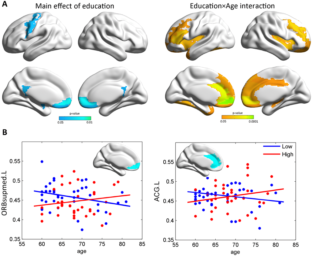The age×education effects on gray matter volume. (A) Maps of the significant age×education interaction on gray matter volume. A significant main effect of education on gray matter was also found (pB) Scatterplots illustrating the age×education interaction for ORBsupmed.L and ACG.L (q