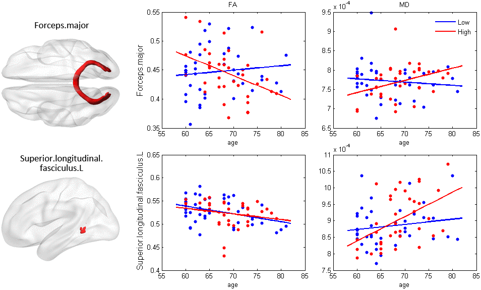 The effect of age×education on white matter integrity. The fibers in red exhibited significant age×education interaction effects (p