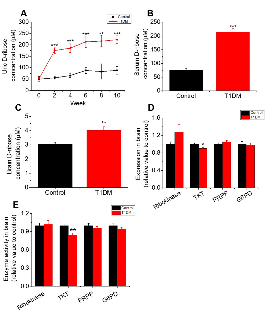 Increase in the levels of D-ribose and related enzymes in type 1 diabetic rats. Male SD rats (6–8 weeks) were intraperitoneally injected with STZ (70 mg/kg bw, n=30) and maintained for 10 weeks. Rats injected with saline were used as controls (n=10). Levels of D-ribose in urine were measured at different time intervals (panel A). D-ribose levels in serum (panel B) and the brain (panel C) were determined within 3 days after dissection. The expression and activity levels of ribokinase, transketolase (TKT), 5-phosphoribosyl 1-pyrophosphate (PRPP) and glucose-6 phosphate dehydrogenase (G6PD) in the brain were measured with ELISA kits (panel D and E). All values are expressed as the mean ± S.E.M. *, P P P 